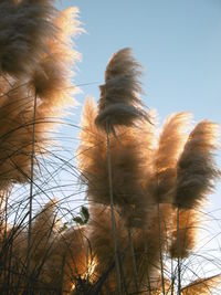 Low angle view of trees against sky