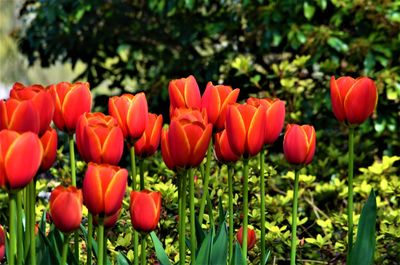 Close-up of red tulips in field