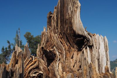 Low angle view of tree stump