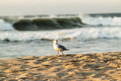 A seagull stands on the beach with large wave in the background,