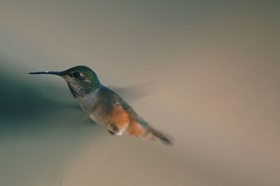 Close-up of bird flying