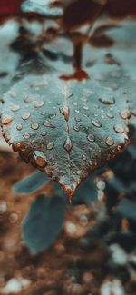 Close-up of water drops on dry leaves