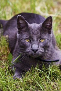 Portrait of black cat sitting on grassy field