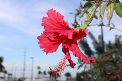 Close-up of red hibiscus flower