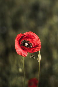 Close-up of red flower
