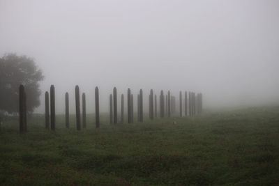 Trees on field against sky