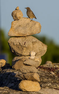 View of bird perching on rock