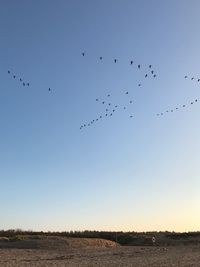 Flock of birds flying against sky