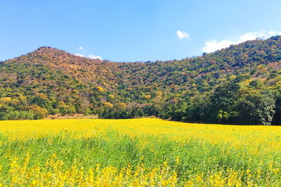 Scenic view of oilseed rape field against sky