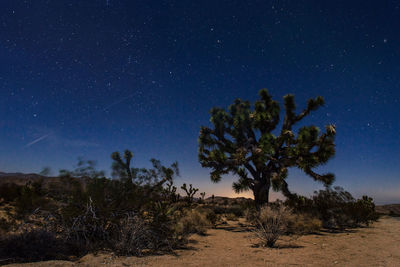 Trees on landscape at night