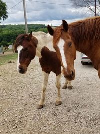 Horses standing in ranch against sky