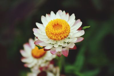 Close-up of flower against blurred background