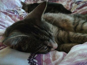 Close-up of cat sleeping on bed