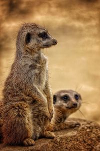 Close-up of monkeys sitting on sand