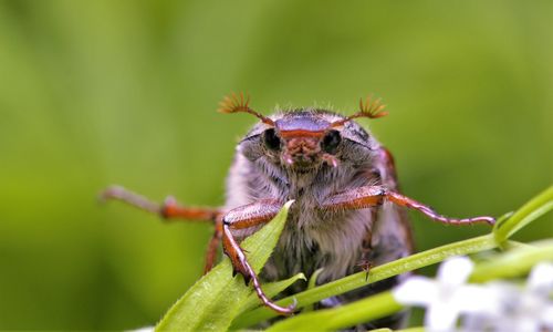 Close-up of insect on leaf