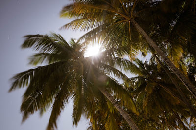 Low angle view of palm trees against sky