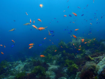 Scenic view of multi colored fish underwater