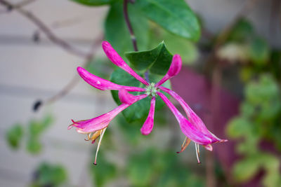 Close-up of flower against blurred background