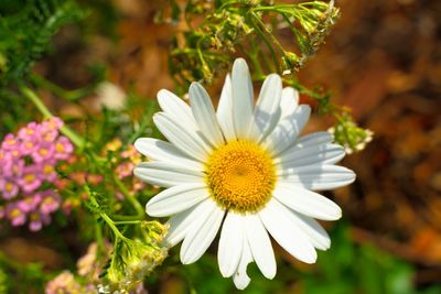 Close-up of white daisy flower