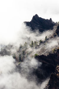 Low angle view of trees on mountain against sky