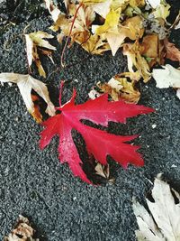 High angle view of maple leaves on street