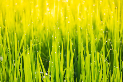 Close-up of wet grass on field