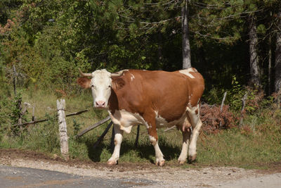 Cows standing in a farm