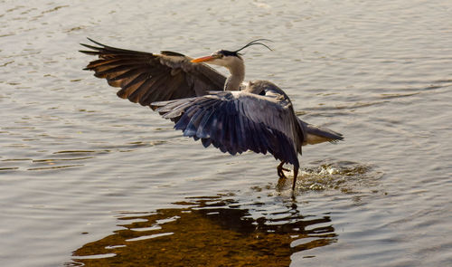 Bird flying over lake