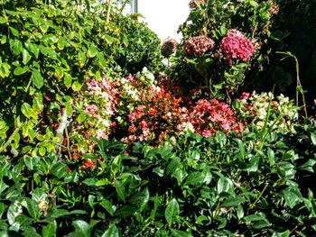 Flowers growing outdoors