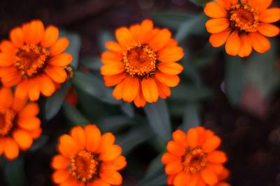 Close-up of orange flowers