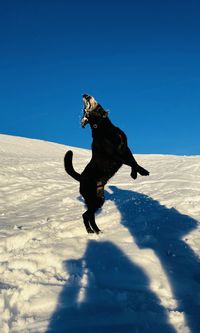 Low angle view of man skiing on snow covered landscape