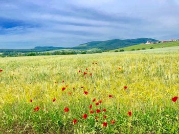 Scenic view of grassy field against cloudy sky