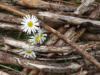 Close-up of white flowering plant on field