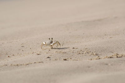 High angle view of crab at beach on sunny day