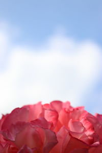 Close-up of pink roses