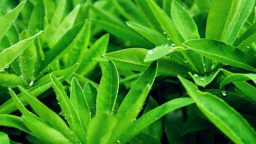 Full frame shot of wet plants