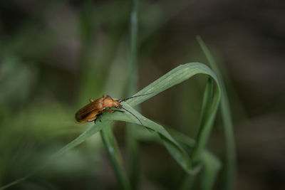 Close-up of insect on plant