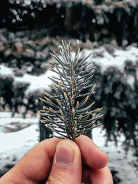 Little spruce in cold winter