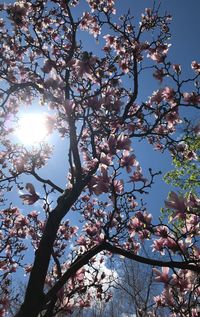 Low angle view of flowering tree against clear sky