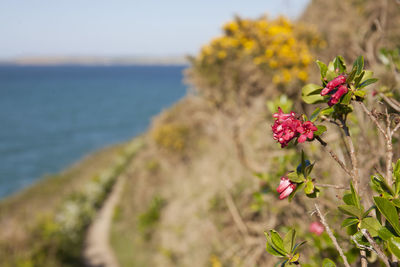 Close-up of pink flowering plant by sea