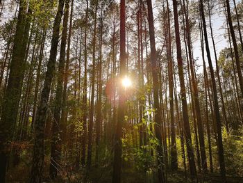 Low angle view of sunlight streaming through trees in forest