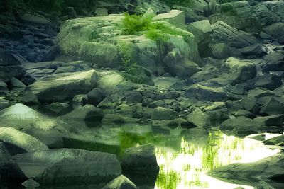 Moss on rock formation