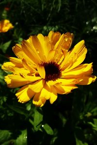 Close-up of yellow flower blooming outdoors