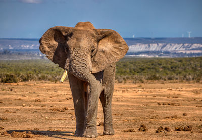 Elephant in a field