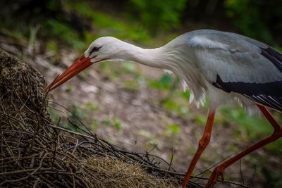 Close-up of gray heron