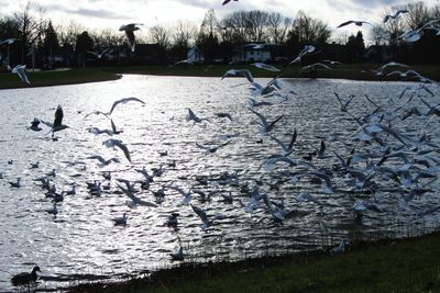 Birds flying over lake during winter