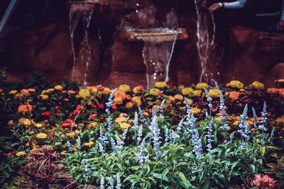 Close-up of flowers for sale at market stall