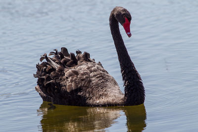 Swan swimming in lake