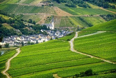 High angle view of agricultural field