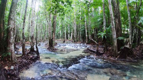 Scenic view of waterfall in forest